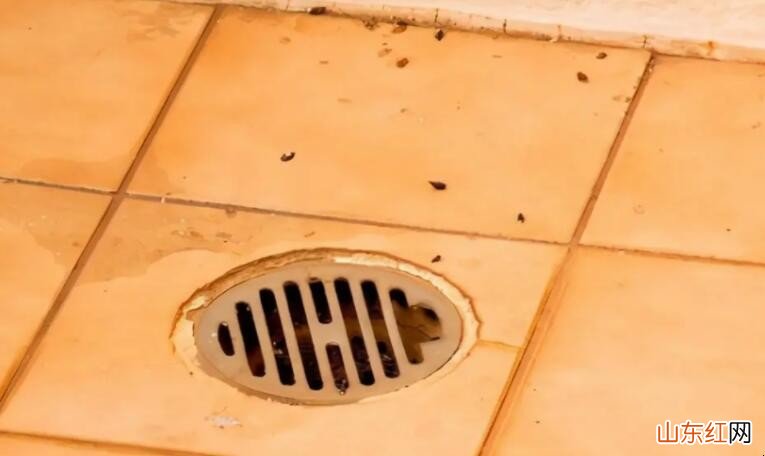 地漏飞虫如何根除