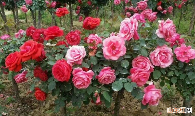 春天适合种什么植物