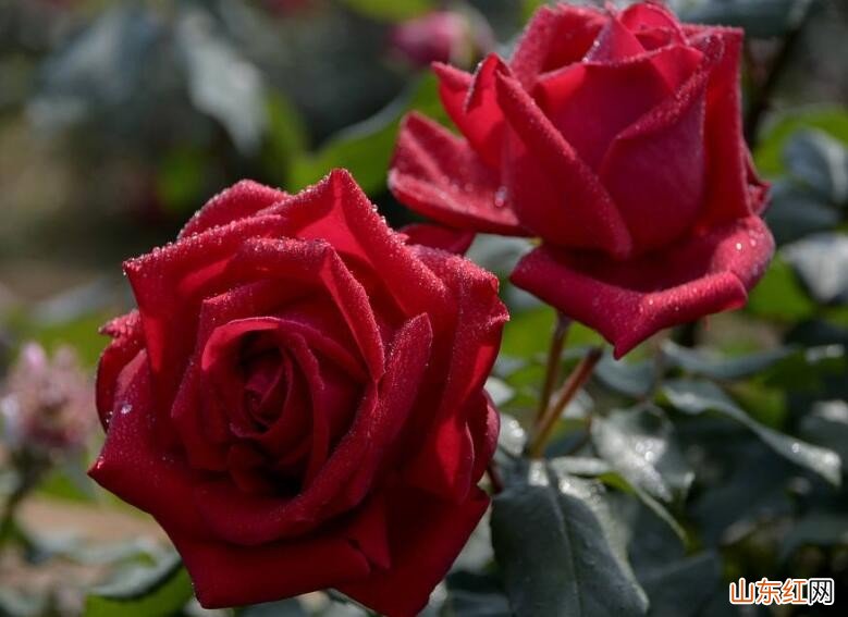 玫瑰花能用种子播种吗