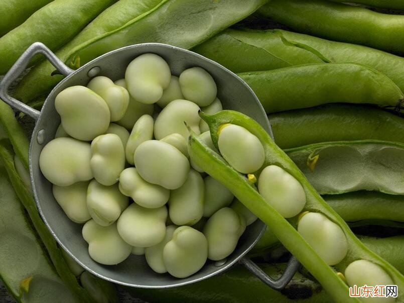 新鲜蚕豆如何保存