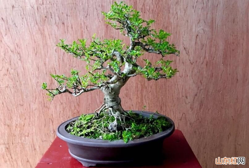 对节白蜡盆景怎么养