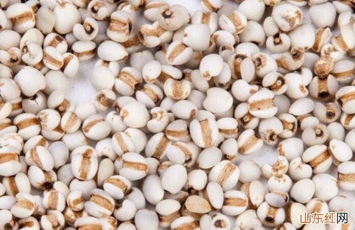 小薏米和大薏米的区别是什么