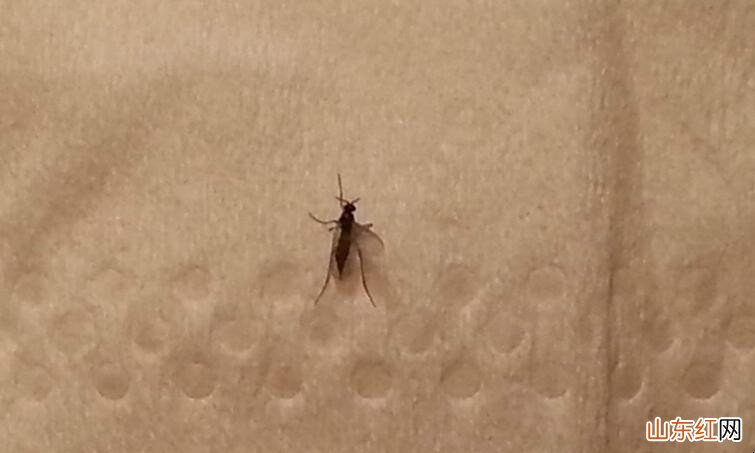 垃圾桶里的小飞虫怎么治