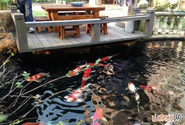 怎么消除鱼池里的泡沫