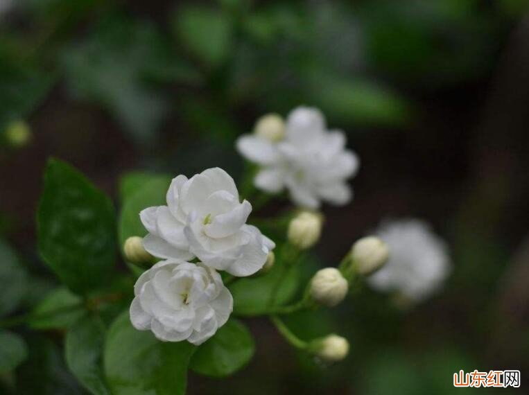 养茉莉花口诀是什么