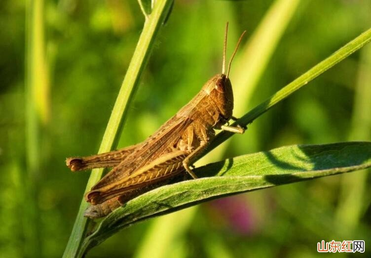 蝗虫爆发是什么原因