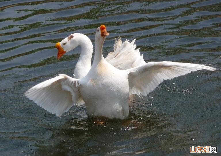 鹅的习性有什么