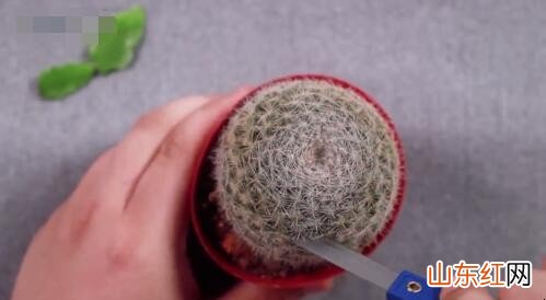 如何嫁接蟹爪兰