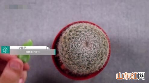 如何嫁接蟹爪兰