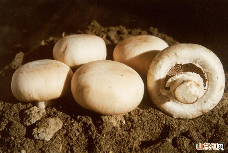 挑选蘑菇有什么技巧