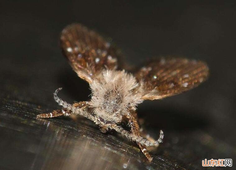 蛾蚋用什么药杀的彻底