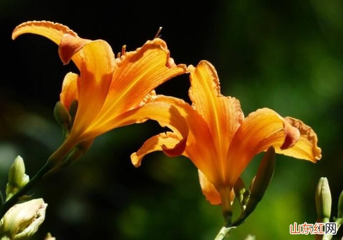 百合花谢了还会开花吗