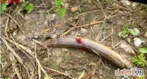 泥鳅钓鳜鱼的挂法是什么