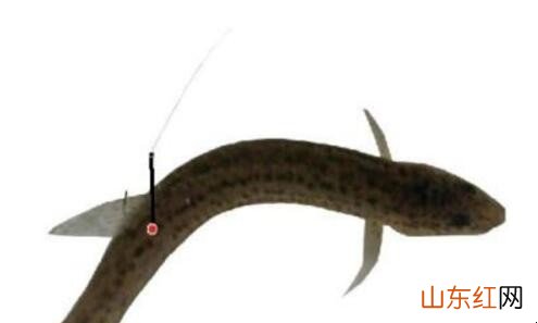 泥鳅钓鳜鱼的挂法是什么