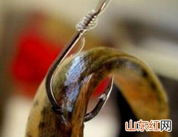 泥鳅钓鳜鱼的挂法是什么