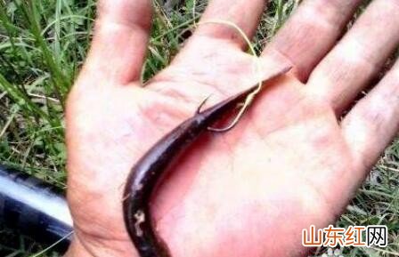 泥鳅钓鳜鱼的挂法是什么