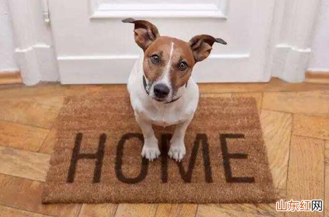 家里宠物味道怎么去除