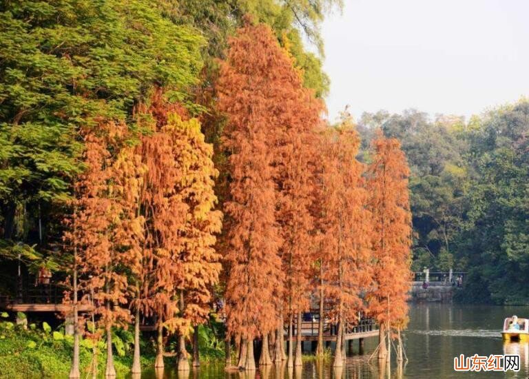 水杉和云杉有什么区别