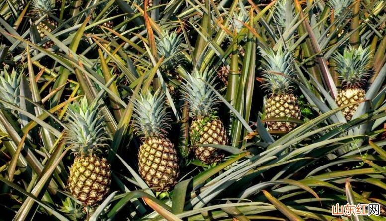 买凤梨怎么挑选