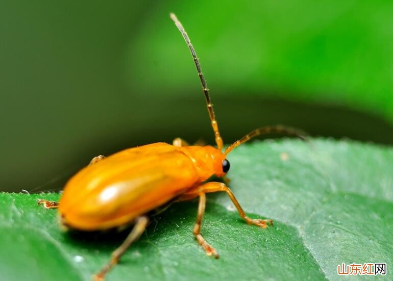 夏天家里怎么防虫