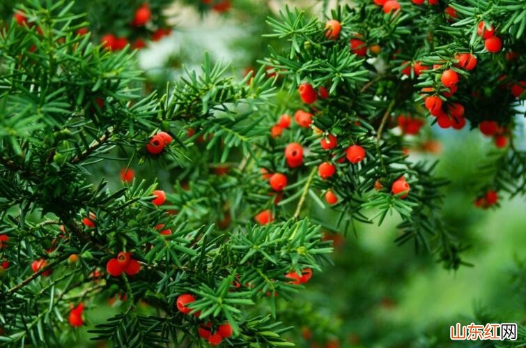 红豆杉能水培吗