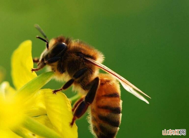 蜜蜂多久出一批工蜂