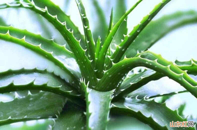 中国芦荟的繁殖方法是什么