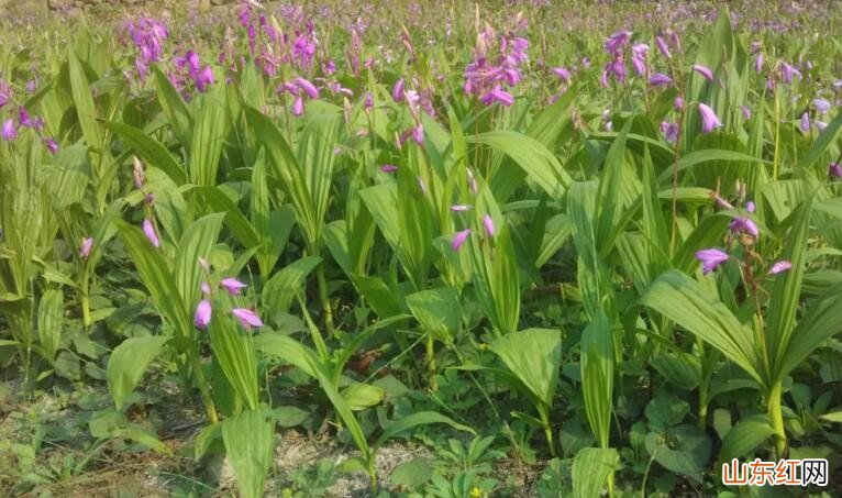 白芨种植的前景怎么样
