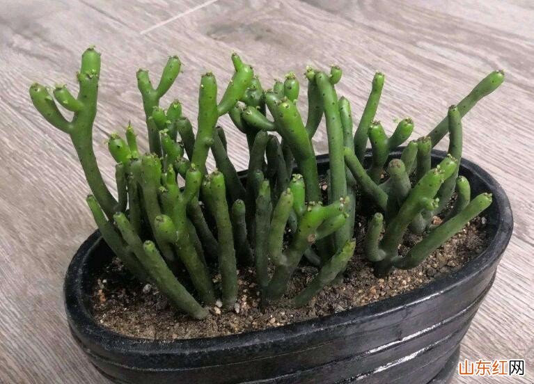 怎么让光棍树分叉