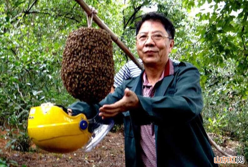 收蜜蜂的方法是什么