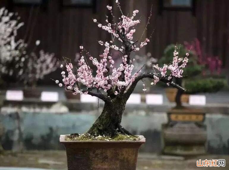 梅花什么时候适合扦插