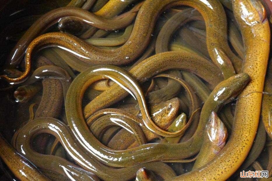 冬天野生黄鳝怎样放才不会死