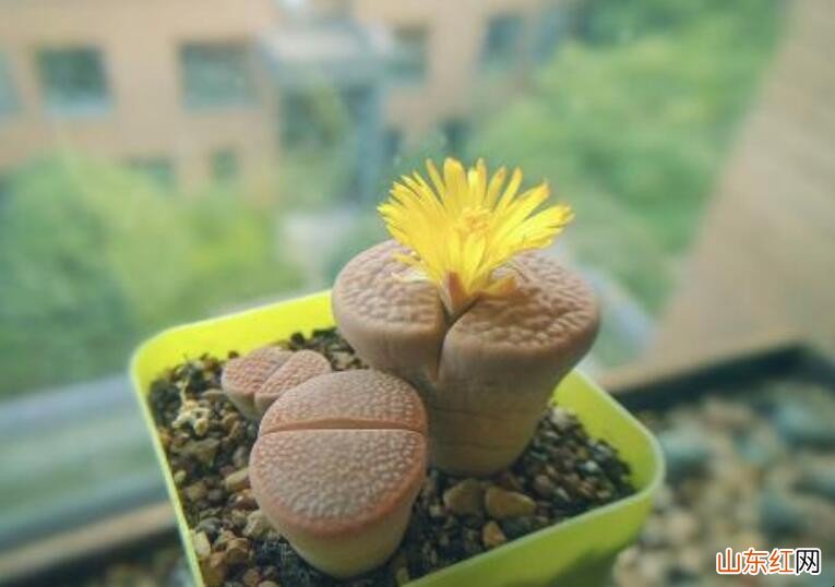 生石花种荚多久成熟