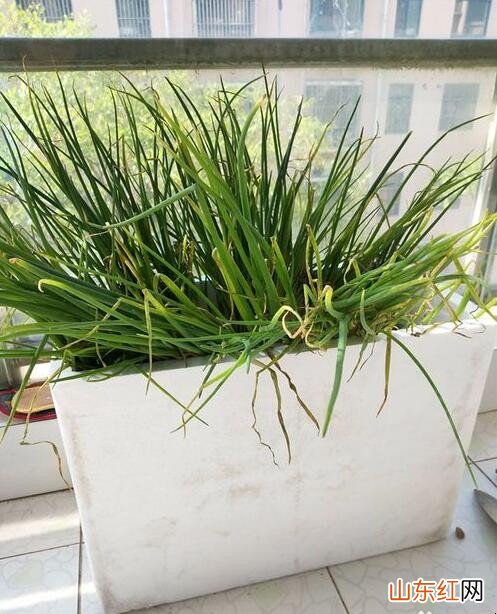 怎么用泡沫盒种菜