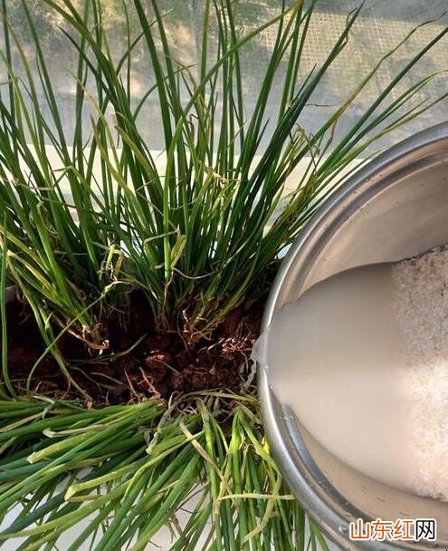 怎么用泡沫盒种菜