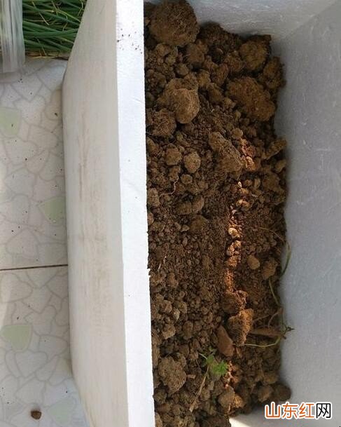 怎么用泡沫盒种菜