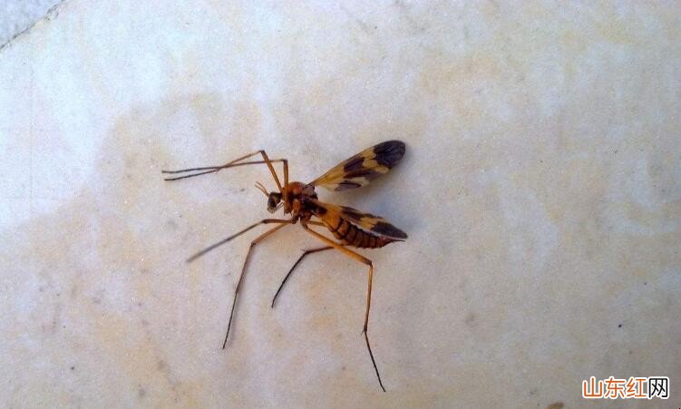 省钱驱蚊好办法有什么