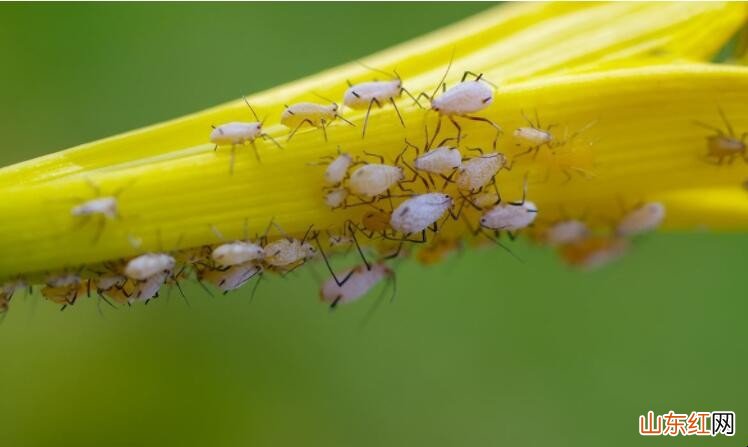 白蚜虫怎样去除