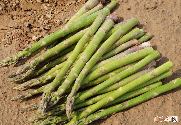 如何挑选芦笋