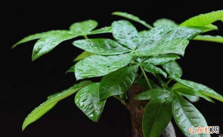 发财树盆景养护技巧有哪些