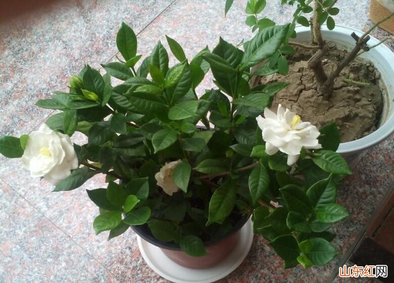 栀子花可以用鸡屎粪吗