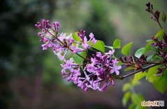 丁香花可以室内种植吗