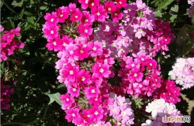 美女樱的养殖方法是什么