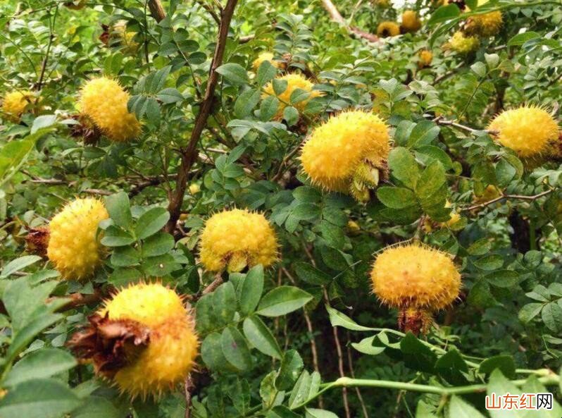 富含维生素C的水果有哪些