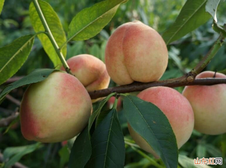 核果类水果有什么