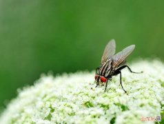 家里苍蝇多怎么办