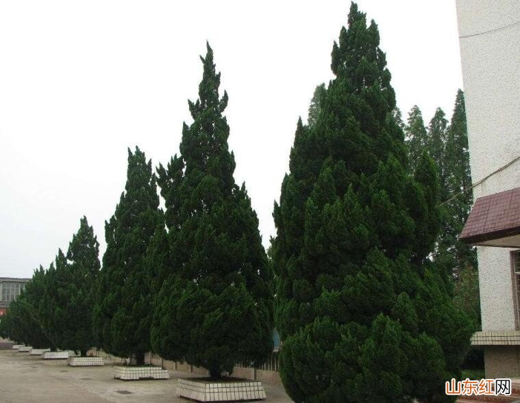 墓地适合栽种什么树