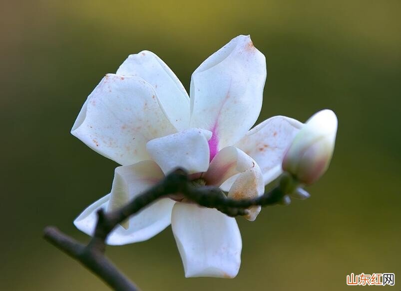 白玉兰适合在哪生长