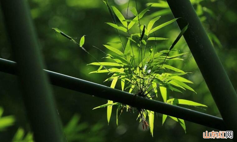 竹子的种类有哪些