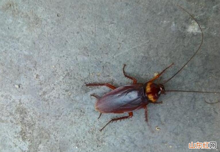 怎么有效驱蟑螂